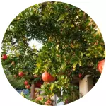 Pomegranate Leaves