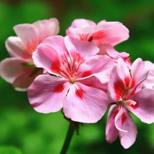 Geranium Oil